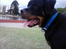 Aquiles